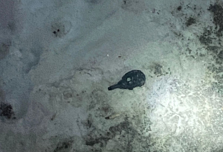 Террористические угрозы разъяснены